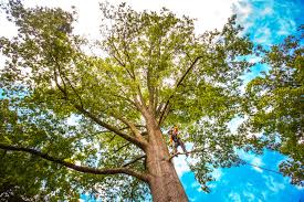 Best Seasonal Cleanup  in Cross Plains, WI