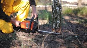 Professional Tree Services in Cross Plains, WI