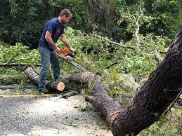 Best Tree Cabling and Bracing  in Cross Plains, WI