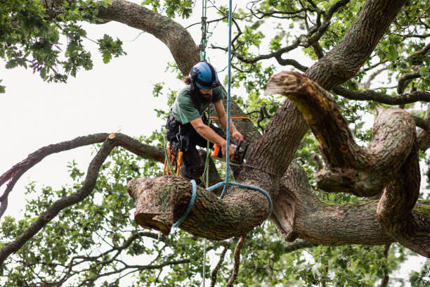 Best Tree and Shrub Care  in Cross Plains, WI