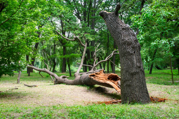 Best Utility Line Clearance  in Cross Plains, WI