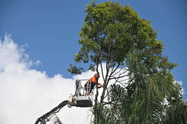 Best Tree Trimming and Pruning  in Cross Plains, WI