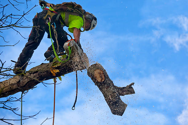 Best Tree Maintenance Programs  in Cross Plains, WI