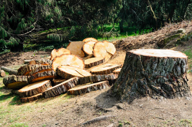 Best Tree Removal Service  in Cross Plains, WI